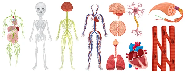 Diferentes sistemas en el cuerpo humano — Archivo Imágenes Vectoriales