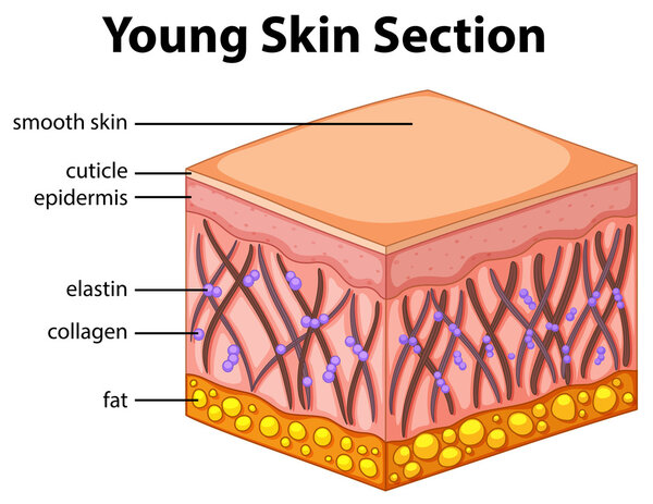 Diagram showing young skin section