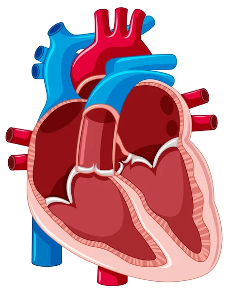 Diagramma che mostra all'interno del cuore umano — Vettoriale Stock