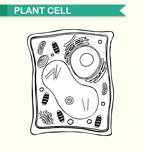 Diagram showing plant cell in black and white — Stock Vector