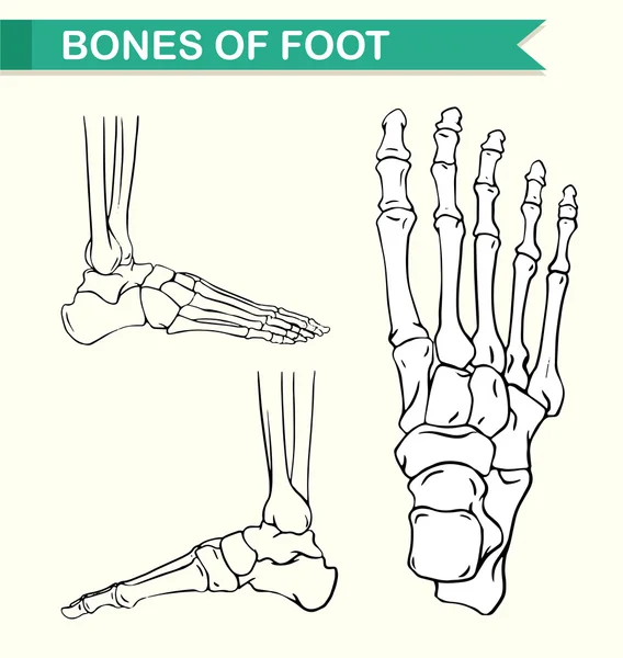 Diagrama que muestra los huesos del pie — Archivo Imágenes Vectoriales