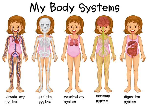 Diferentes sistemas corporais em humanos — Vetor de Stock