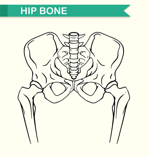 Human hip bone on paper