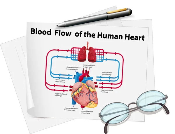 Flujo de sangre del corazón humano sobre el papel — Vector de stock