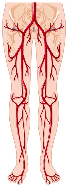 Blutgefäße im menschlichen Körper — Stockvektor