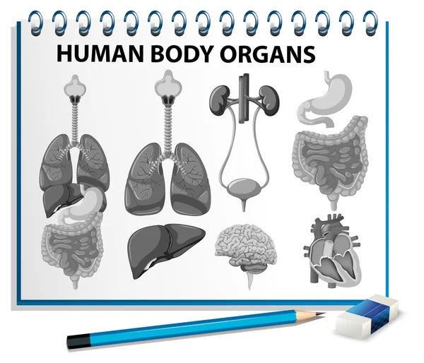 紙の上の人体臓器 — ストックベクタ
