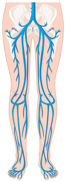 Blood vessels in human legs — Stock Vector