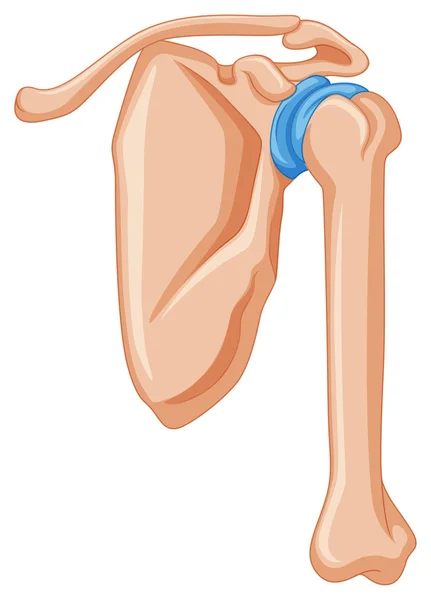Diagrama mostrando osso do ombro —  Vetores de Stock