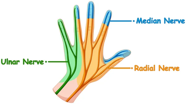 Système nerveux dans la main humaine — Image vectorielle