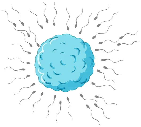 Fertilizzazione con spermatozoi e ovuli — Vettoriale Stock