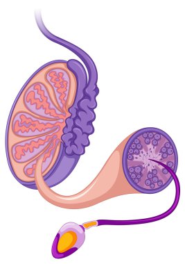 Erkek üreme sistemi gösteren diyagram