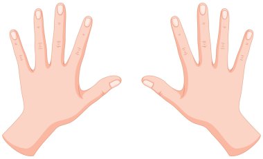 İnsan eli sol ve sağ