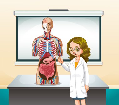 Doktor, sınıf insan modelini