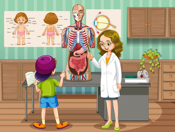 Médico mostrando órganos a niño — Vector de stock
