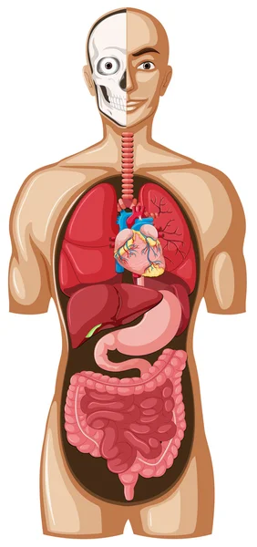 Organos dibujos animados Imágenes Vectoriales, Gráfico Vectorial de Organos  dibujos animados | Depositphotos