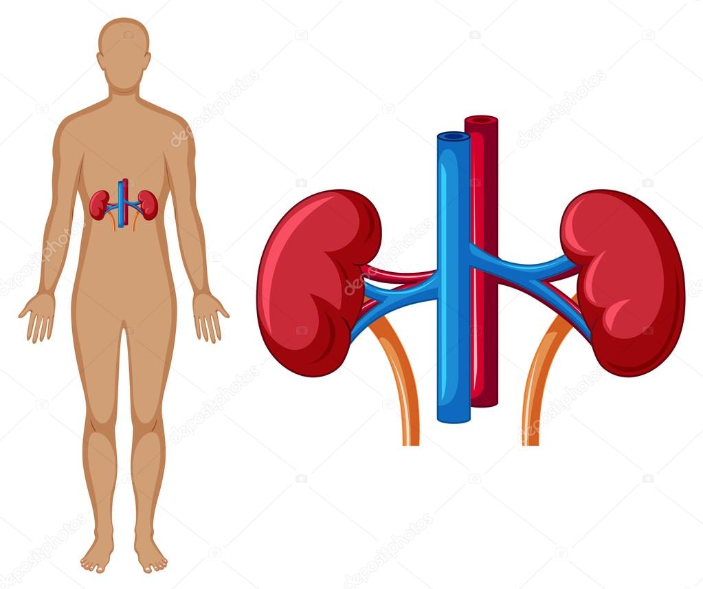 Human and kidney diagram