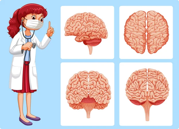 Diagrammes du médecin et du cerveau — Image vectorielle