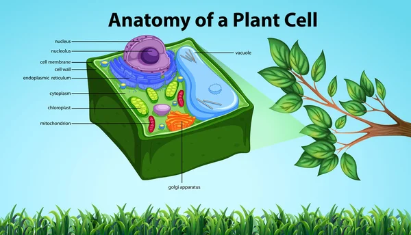 Anatomy of plant cell with names — Stock Vector