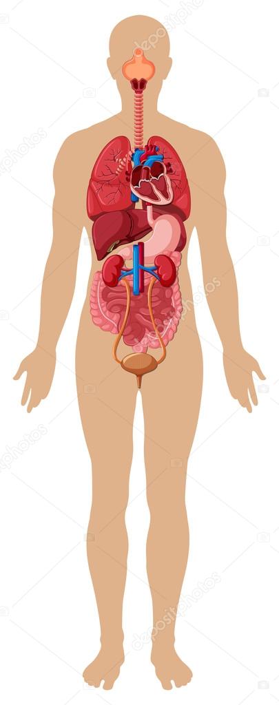 Human body and different organs