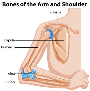 Bones of the arm and shoulder clipart
