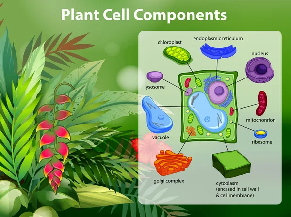 Plant cell components diagram — Stock Vector