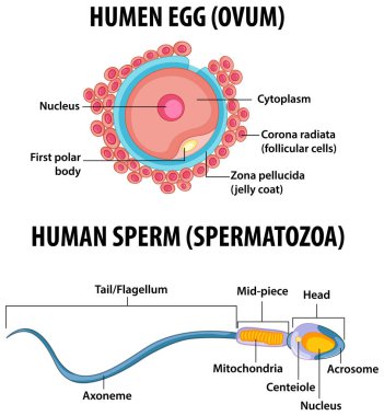 Sağlık eğitimi bilgileri için İnsan Yumurtası veya Ovum yapısı ve İnsan Spermi veya Spermatazoa