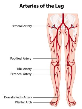 Bacak illüstrasyonunun arterleri ve damarları
