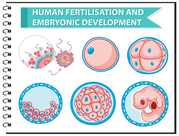 Fertilización Humana Ilustración Del Desarrollo Embrionario — Vector de stock