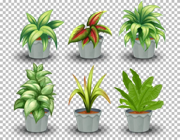 Ensemble Plantes Pot Sur Fond Transparent Illustration — Image vectorielle