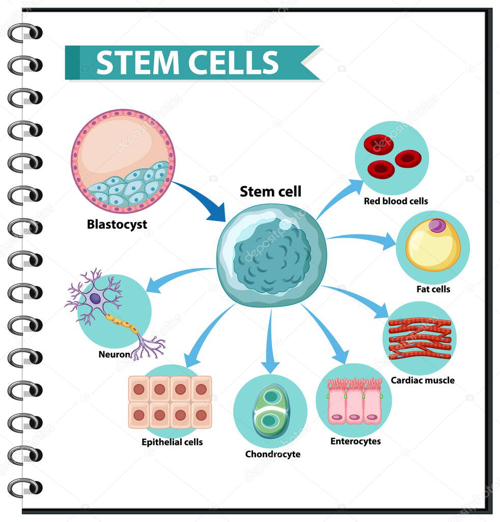 Illustration of the Human Stem Cell Applications on a white background illustration