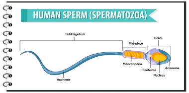 İnsan spermi ya da sperm hücre yapısı çizimi