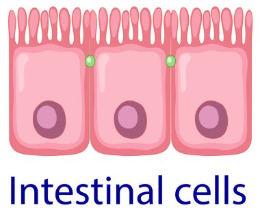 İnsanlararası hücre izole edilmiş.
