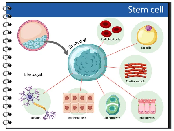 ヒト幹細胞イラスト情報ポスター — ストックベクタ