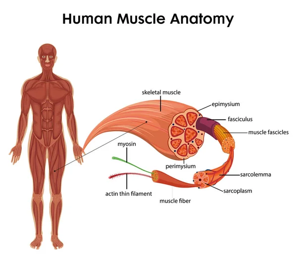 Anatomía Muscular Humana Para Educación Sanitaria Ilustración Infográfica — Archivo Imágenes Vectoriales