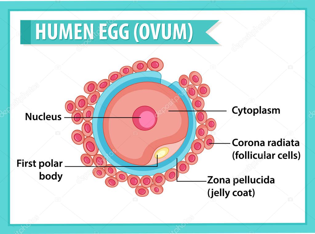 Human Egg or Ovum structure for health education infographic illustration