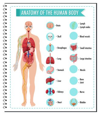 İnsan vücudunun anatomisi bilgi bilgisel illüstrasyon