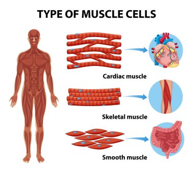 Type of Muscle Cells for health education Infographic illustration clipart