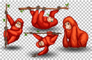 Şeffaf arkaplan illüstrasyonunda orangutan kümesi