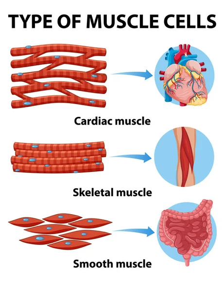 Tipo Ilustración Células Musculares — Vector de stock