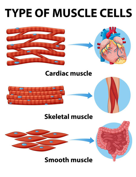 Type of muscle cells illustration
