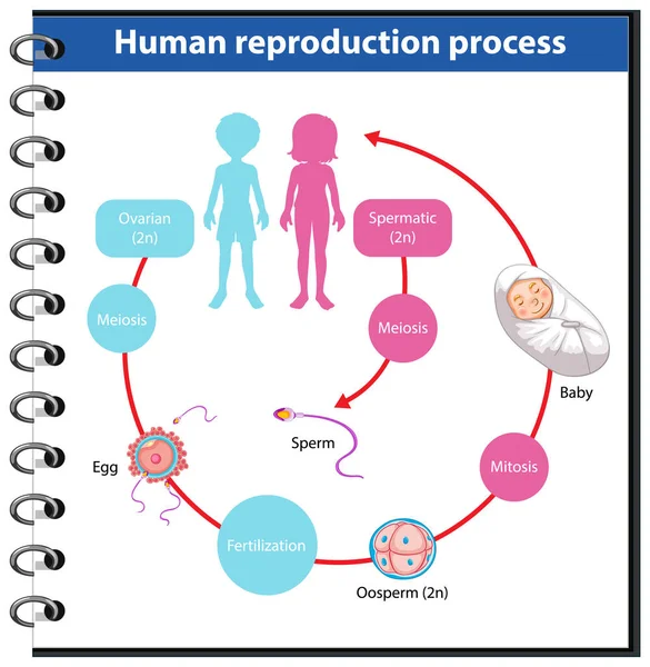 Processo Reprodução Ilustração Infográfica Humana — Vetor de Stock