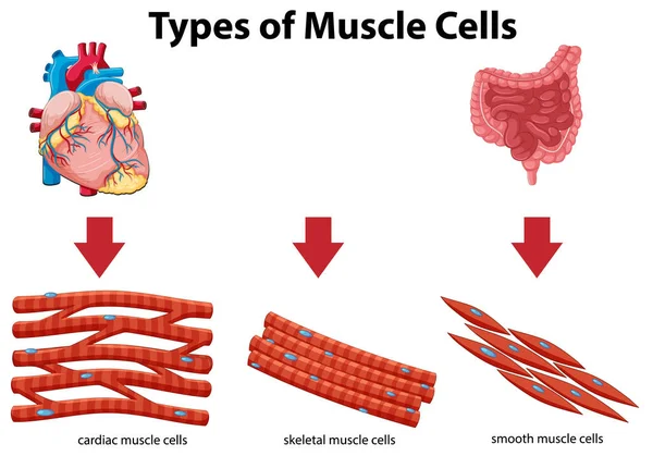 Cartaz Informação Das Células Musculares Ilustração — Vetor de Stock