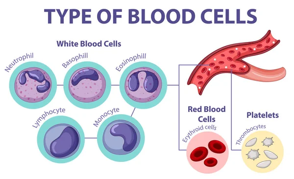Tipo Ilustração Células Sanguíneas —  Vetores de Stock