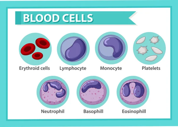 Tipo Ilustração Células Sanguíneas — Vetor de Stock