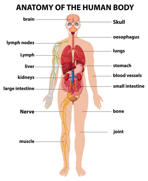 人体情報の解剖図 インフォグラフィックイラスト — ストックベクタ