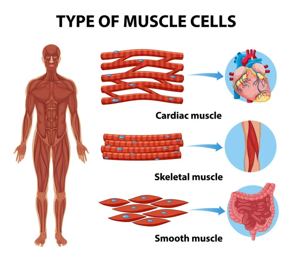 Tipo Células Musculares Para Educación Sanitaria Ilustración Infográfica — Archivo Imágenes Vectoriales
