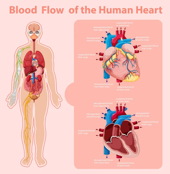 İnsan Kalbi 'nin Kan Akışı Bilgi Bilgi Tanımlaması