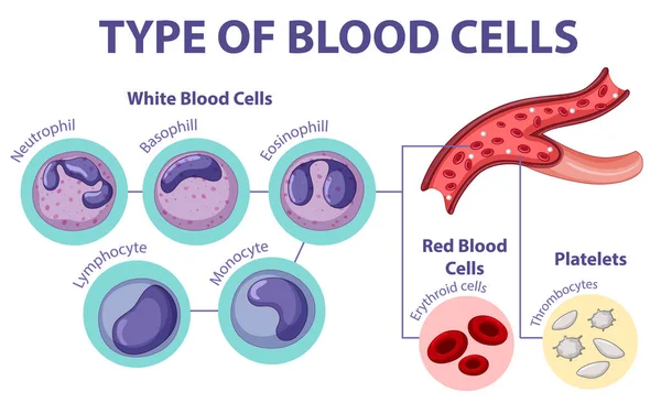 Τύπος Απεικόνισης Κυττάρων Του Αίματος Royalty Free Διανύσματα Αρχείου