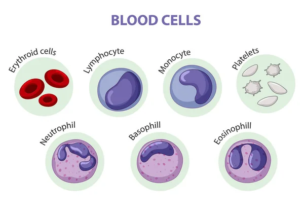 Type Blood Cells Illustration — Stock Vector