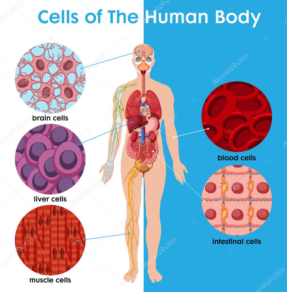 Cell of the human Body poster illustration